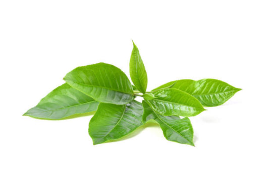 How Green Tea Boosts Vitality While Suppressing Hunger Cravings