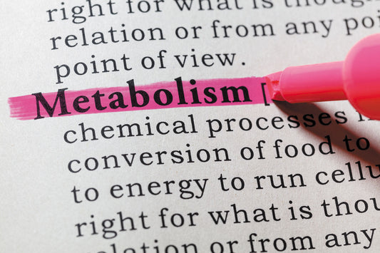 Metabolism: Your Body’s Built-In Engine